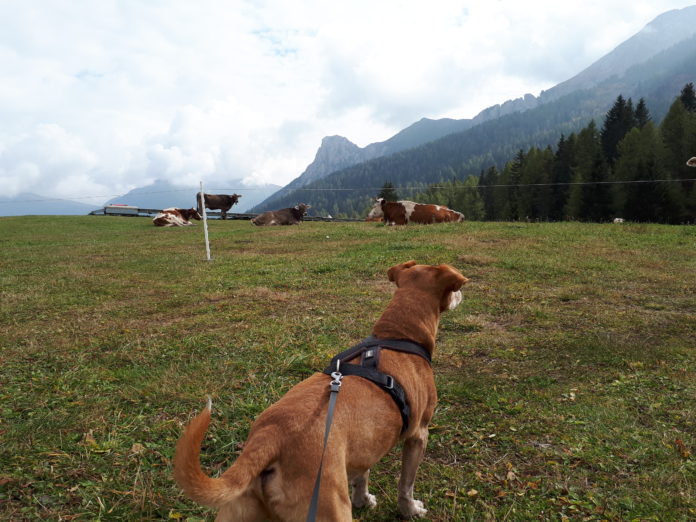 Escursioni con il cane