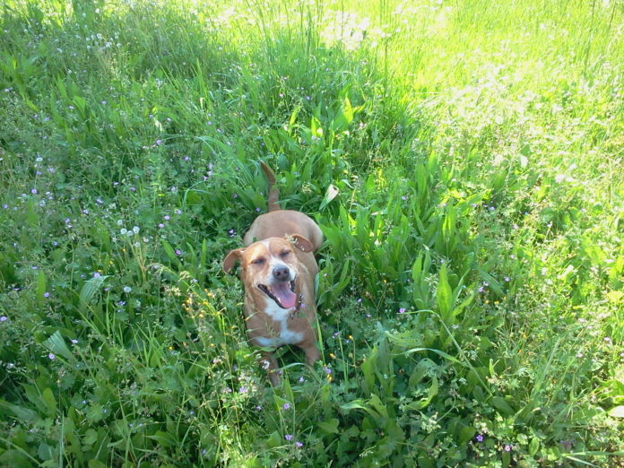 trekking con il cane