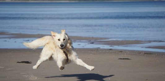 CANE IN SPIAGGIA