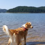 in Calabria con il cane – Lago Arvo in Sila