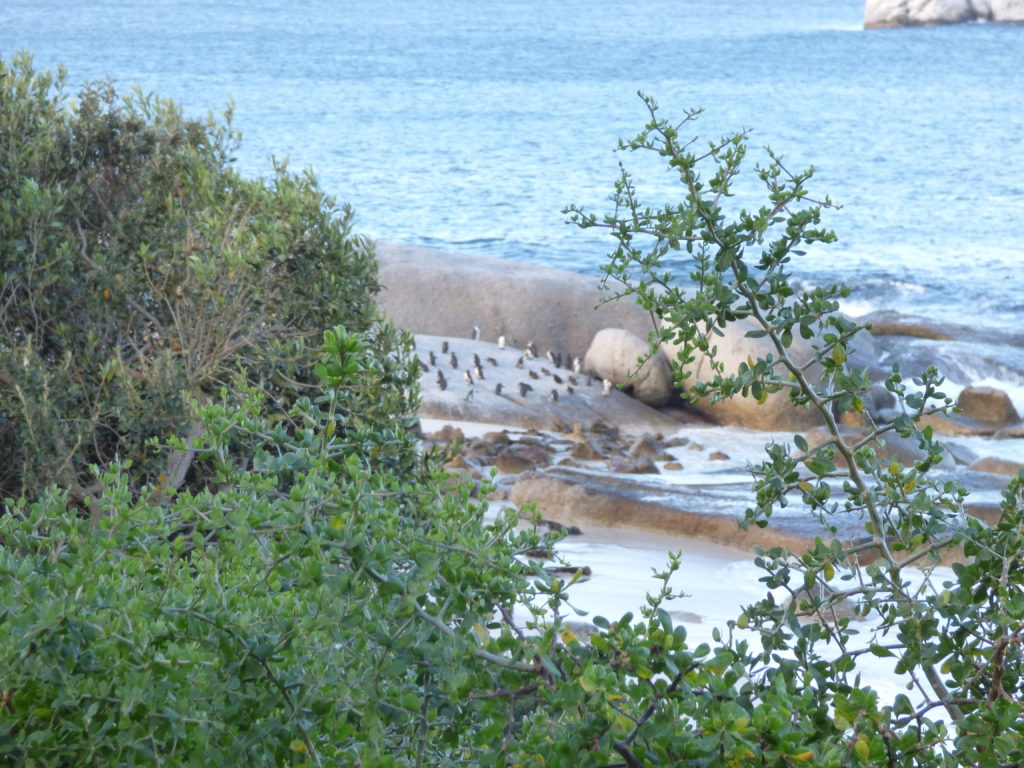 boulders beach sudafrica